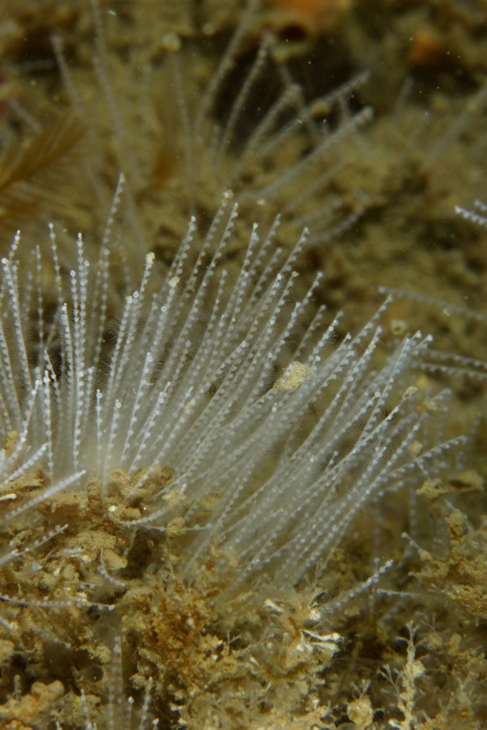Antennella siliquosa