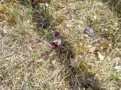 Pulsatilla montana