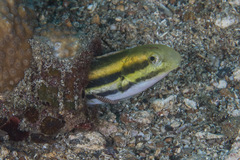 Petroscirtes breviceps