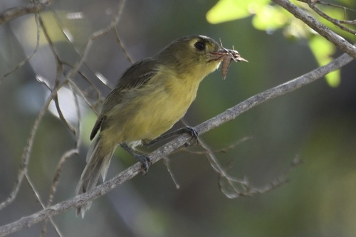 Cuban Vireo (Vireo gundlachii), photo 8