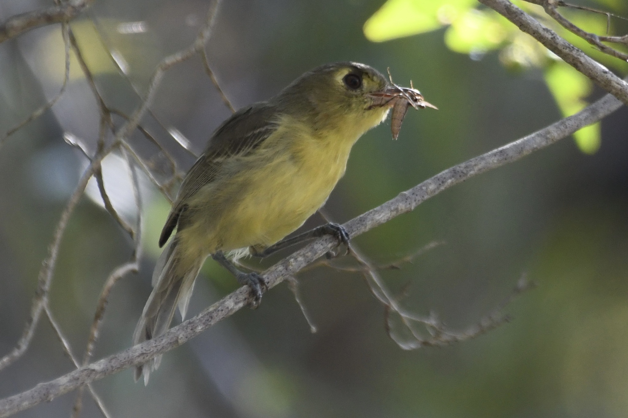 Cuban Vireo (Vireo gundlachii), photo 8