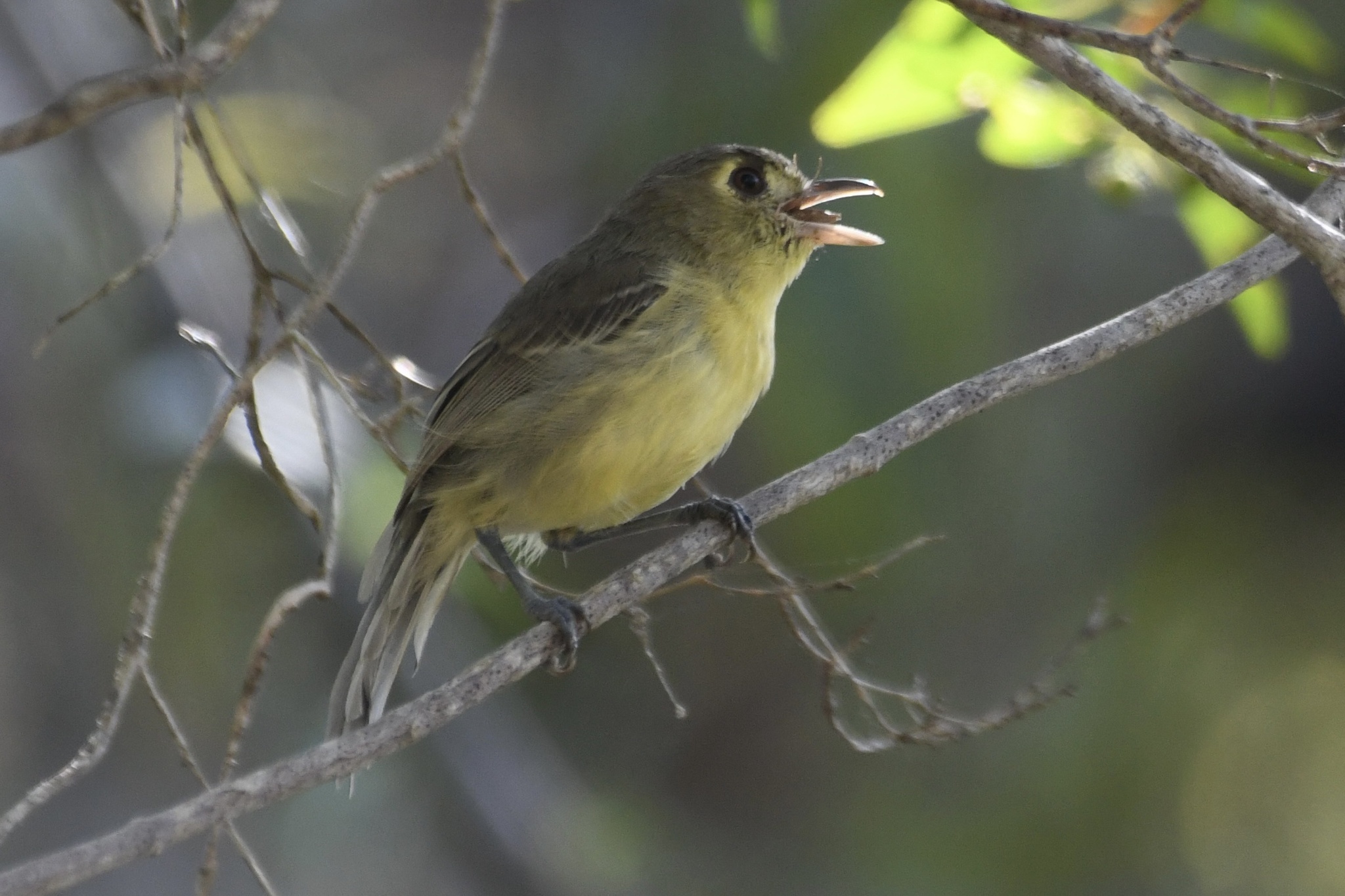 Cuban Vireo (Vireo gundlachii), photo 9