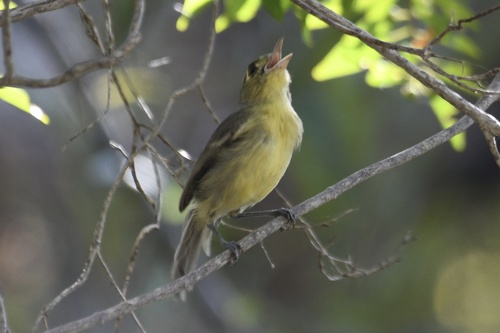 Cuban Vireo (Vireo gundlachii), photo 10