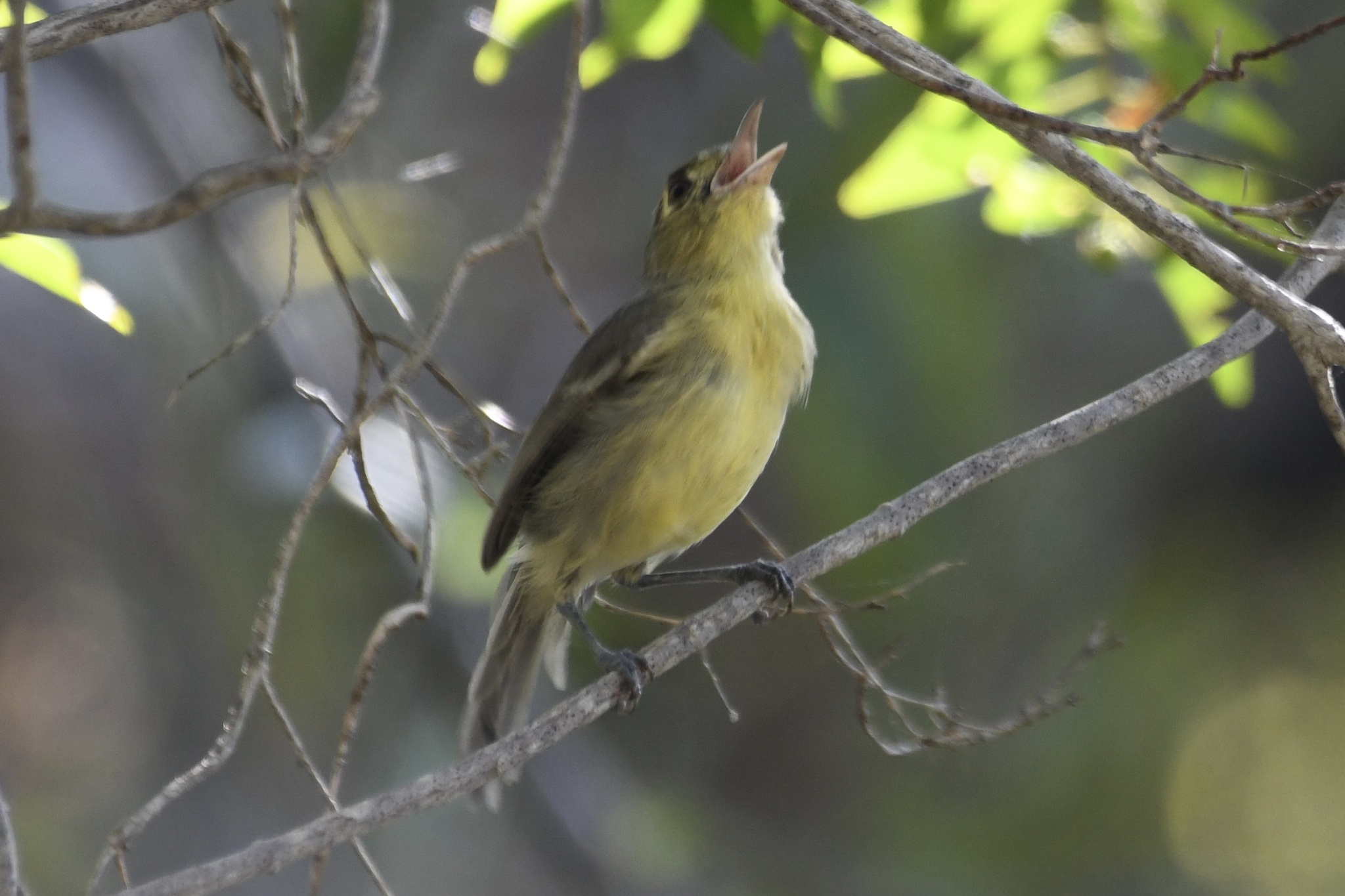 Cuban Vireo (Vireo gundlachii), photo 10