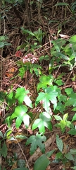 Begonia fortunensis image