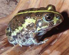 Pyxicephalus adspersus