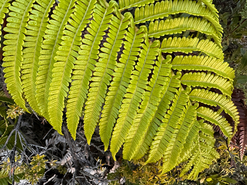 Image of Sadleria cyatheoides by no rights reserved