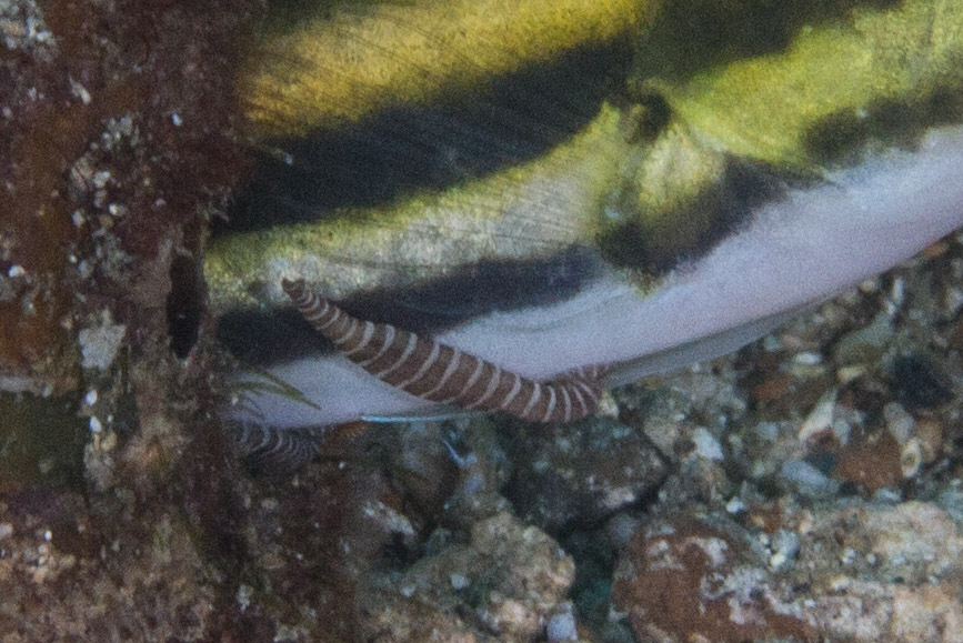 Richardsonobdella lineatae
