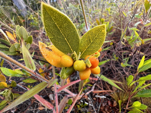 Hawai'i false ohelo (Wikstroemia phillyreifolia)