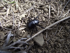 Timarcha tenebricosa