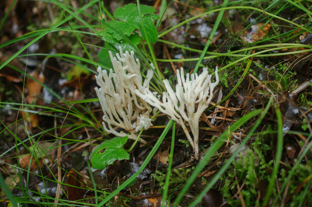 White Coral Fungus From Ionian Islands Greece On January 2 2024 At 12   Large 