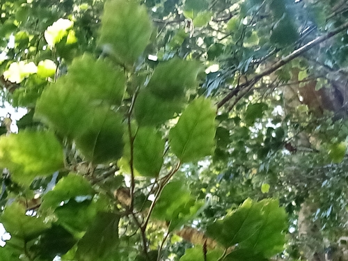 Nothofagus fusca