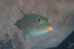 Canthigaster papua