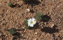 Oxalis furcillata