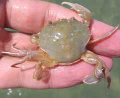 Liocarcinus vernalis