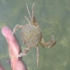 Liocarcinus vernalis