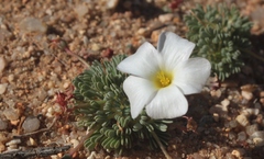 Oxalis furcillata