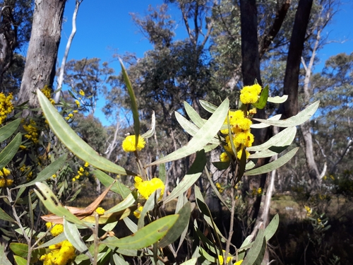 Image of Acacia dorothea by (c) Shelomi Doyle, some rights reserved (CC BY)