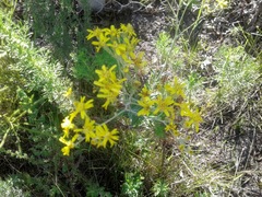 Senecio lineatus