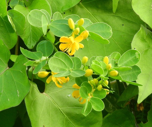 Cássia-dos-brejos