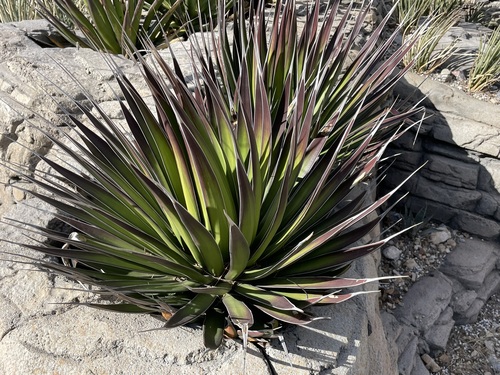 Agave pelona Gentry 2