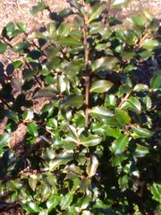 Ilex × meserveae