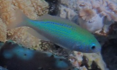 Bluedotted Damselfish photo 1