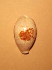 Erronea subviridis