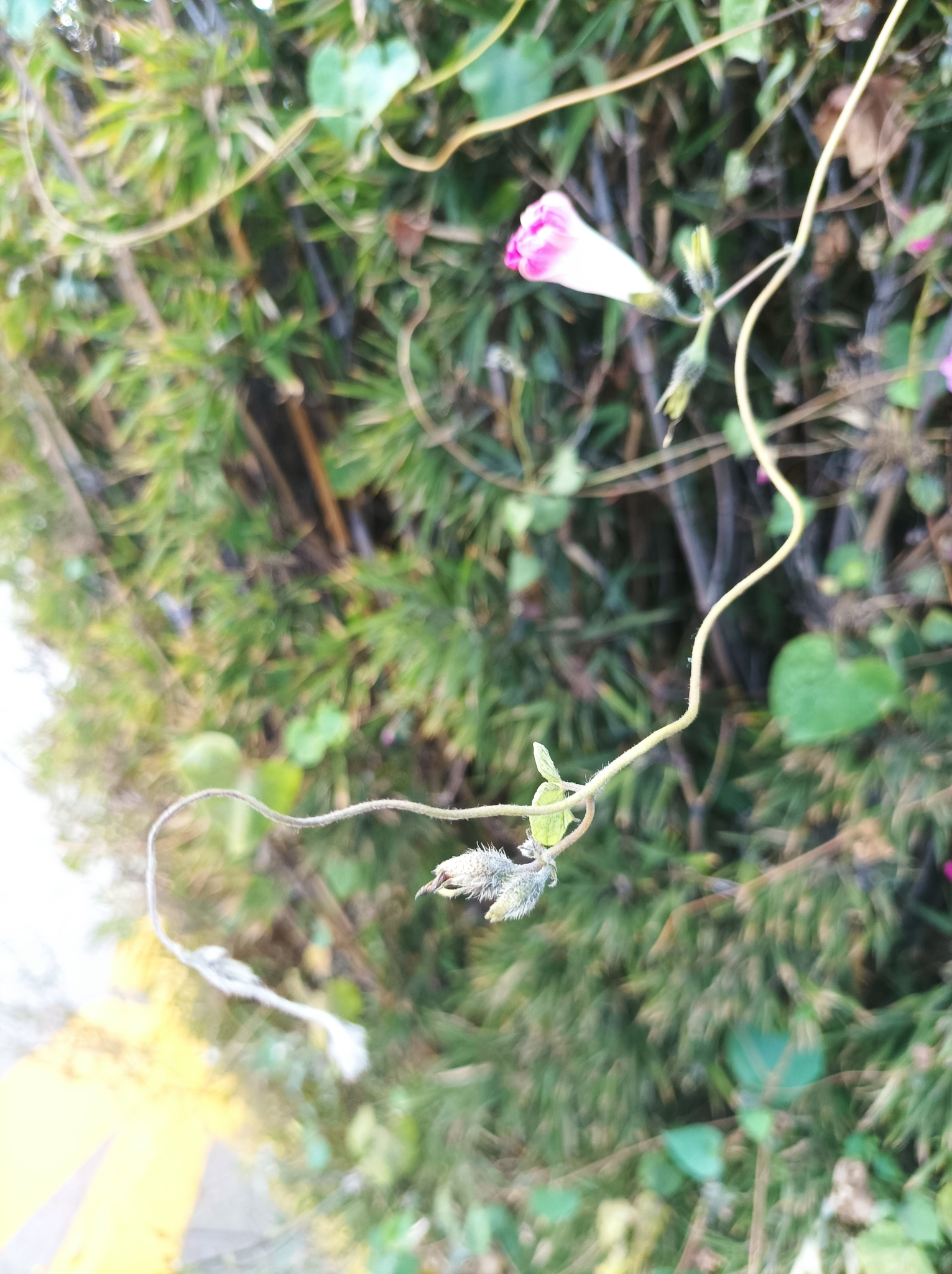Imagem de Glória-da-manhã