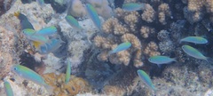 Bluedotted Damselfish photo 3