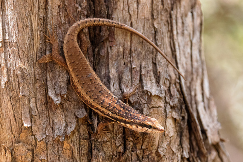 Gold-spotted Mabuya