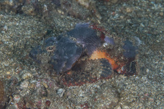 Scorpaenopsis macrochir