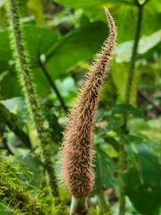 Philodendron verrucosum image