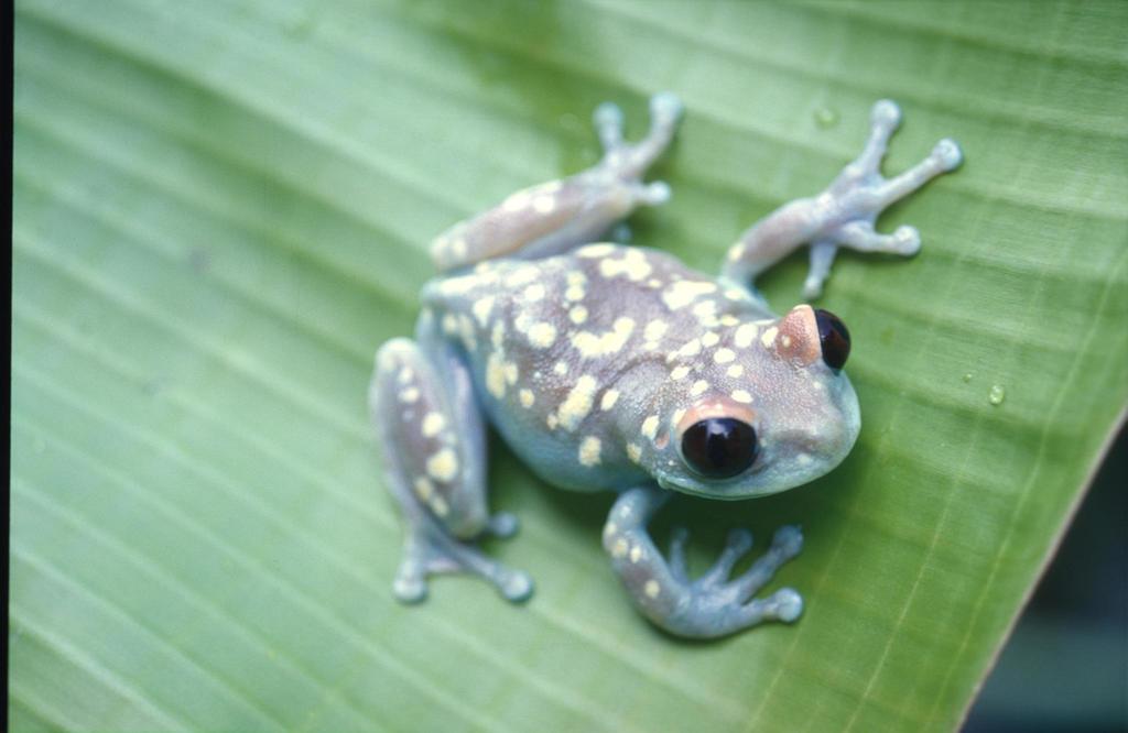 Uluguru Tree Frog