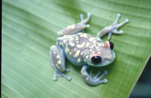 Ruby-eyed Tree Frog - Photo (c) Lorenzo Vinciguerra, some rights reserved (CC BY-NC), uploaded by Lorenzo Vinciguerra