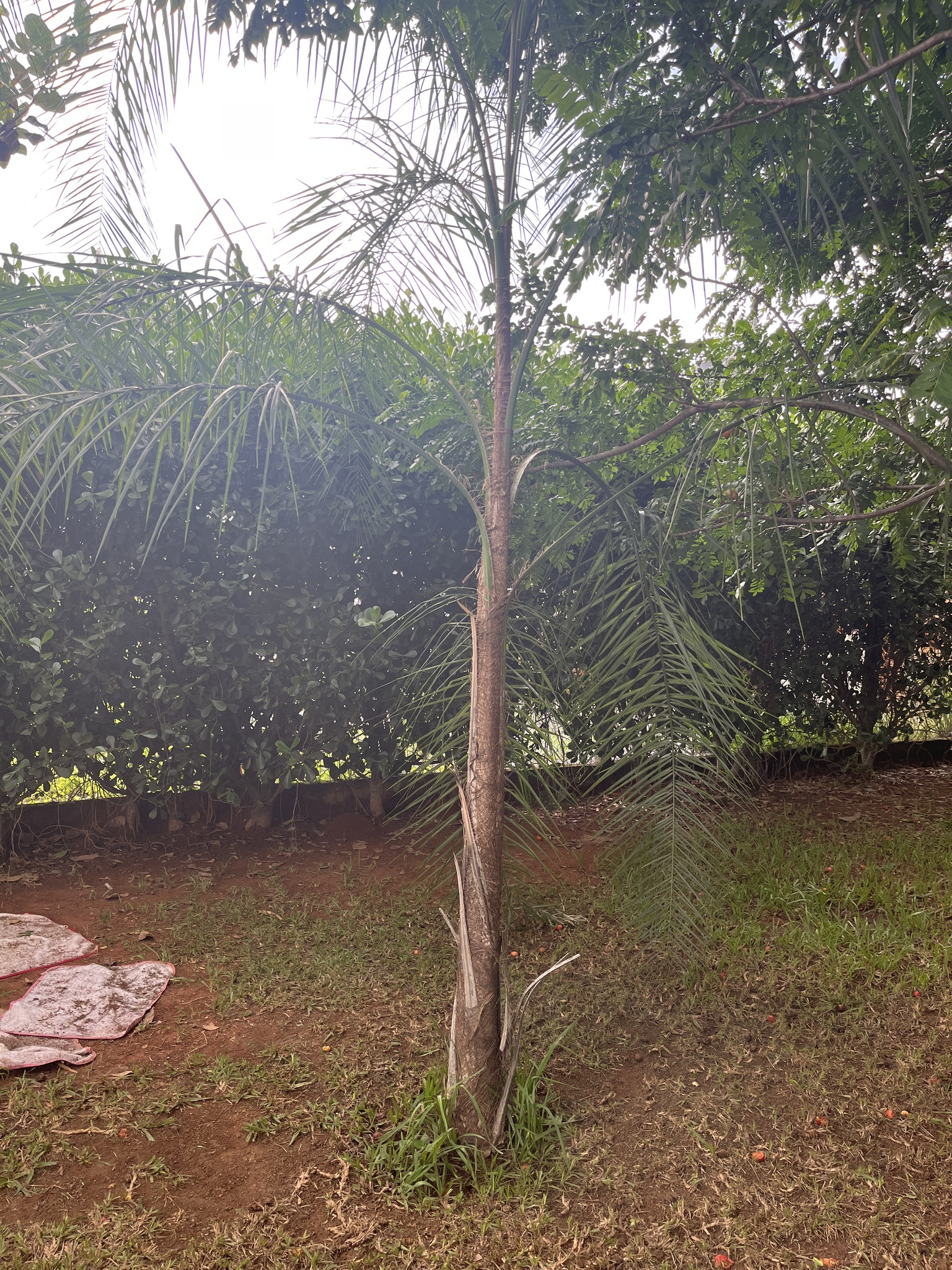 Imagem de Palmeira-imperial