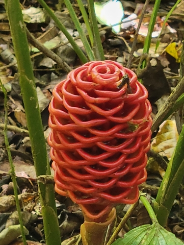 Foto de Gengibre-concha