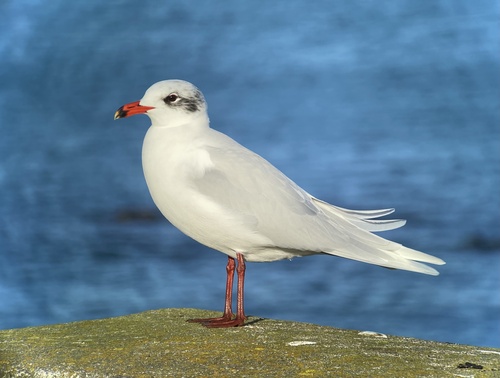 Mouette mélanocéphale