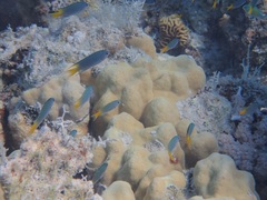 Red Sea Demoiselle photo 4