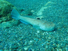 Uranoscopus scaber