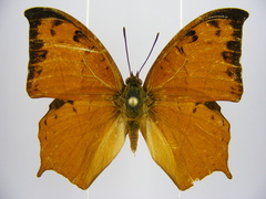 Polyura paphianus subpallida
