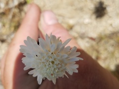 Chaenactis fremontii