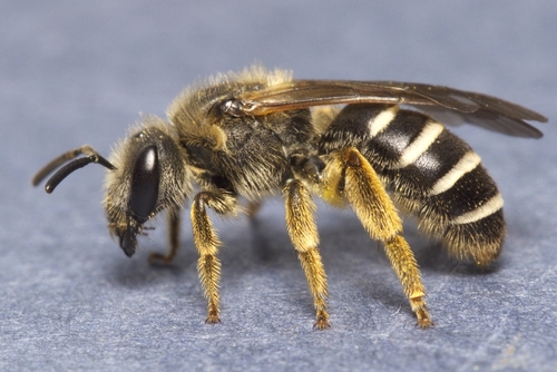 Sweat Bees: Diminutive and Diverse - The White River Valley Herald