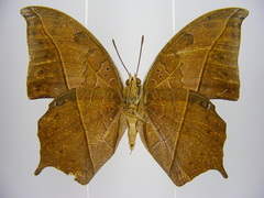 Polyura paphianus subpallida