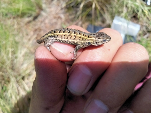 Trans Volcanic Bunchgrass Lizard
