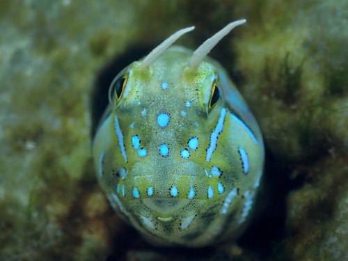 Sphinx Blenny