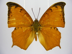 Polyura paphianus subpallida