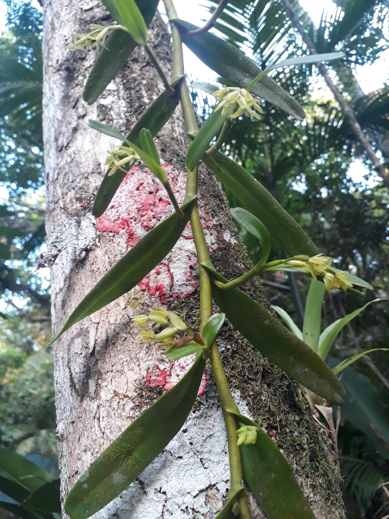 mountain star orchid
