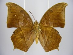 Polyura paphianus subpallida