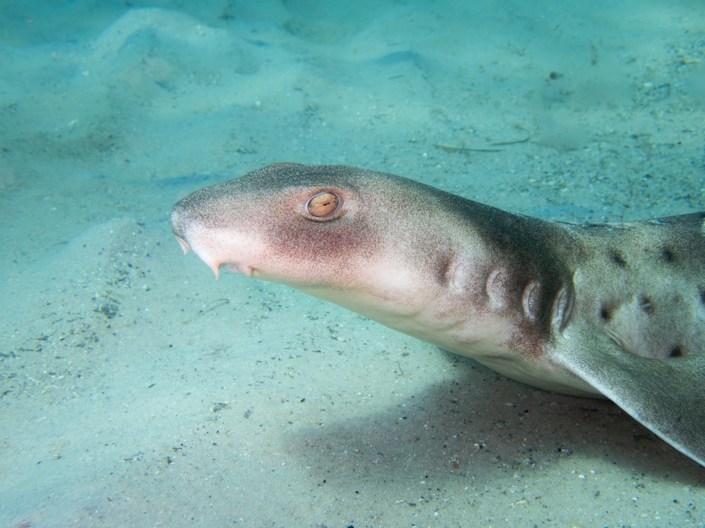 Tasmanian Carpet Shark
